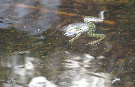 Spacious Villa close to an amazing Sithonia beach - Foto 51