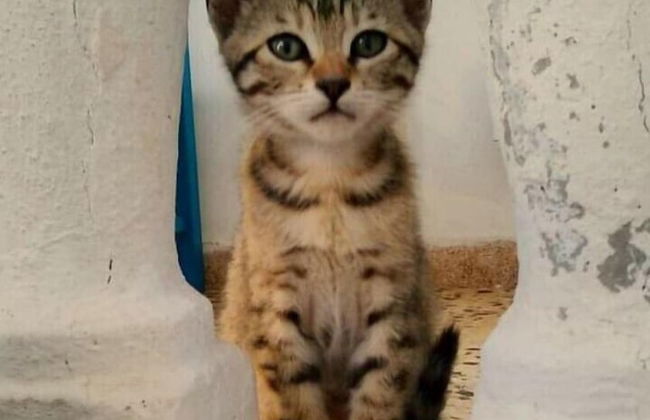 Captain Lazaros Villas - Photo 52