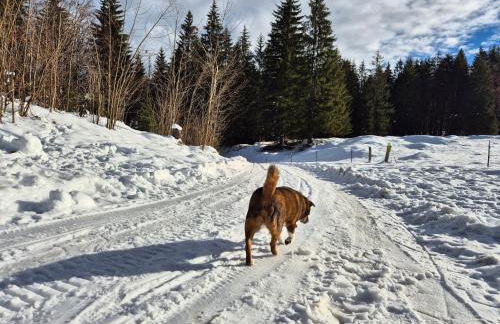 Nattersbergalm - Foto 67