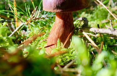 Wilcza Stodoła - Foto 32