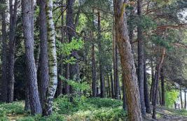 Ferien im Kühbergstadl - Foto 27