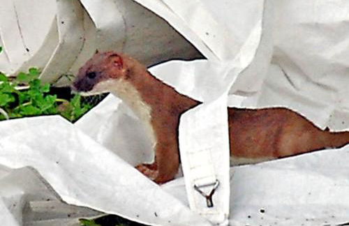 The Springs - Photo 14