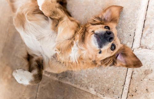 Masseria Prosperi - Photo 72