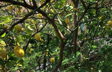 PROFUMO di LIMONE APPARTAMENTO CON GIARDINO - Foto 23