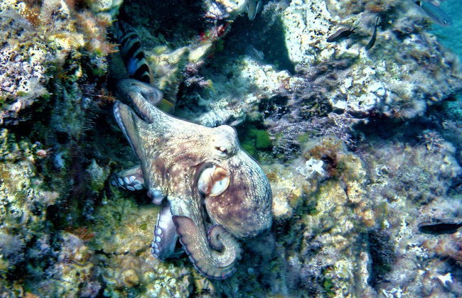 Tour en kayak con snorkel por Cala Codolar - Foto 6