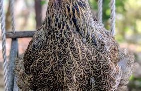 La Rose & Le Loup - Foto 26