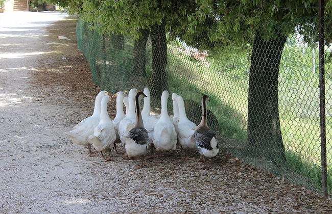 Agriturismo Fratelli Angelucci - Foto 19
