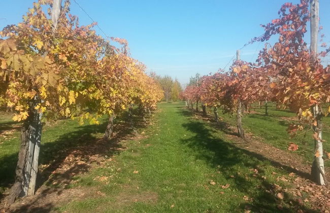 Agriturismo Il Brugnolo - Foto 40