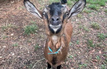 Agriturismo La Valle Dimenticata - Foto 33