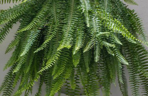 Chateau Mariposa - Foto 79