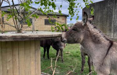 Wohnen im ehemaligen Kuhstall Stiehler Farm - Foto 34