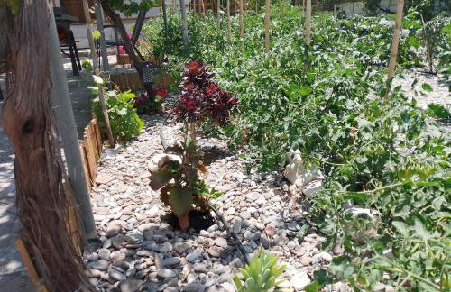 White lilies the house of gourmet flavours - Foto 43