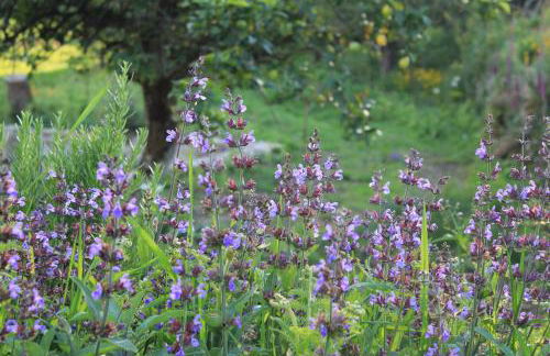 Casa de Vilar de Rei, férias em família com piscina - Foto 63