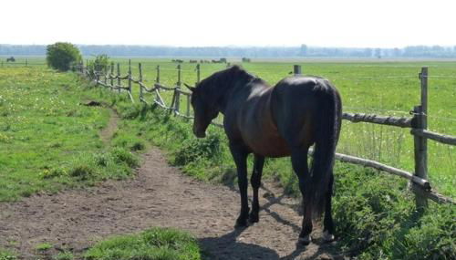 Ferienhaus im Grünen - Photo 2
