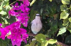 Ilha da Crôa - Barra Sto Antônio - Alagoas - Esquina Praia - Photo 17