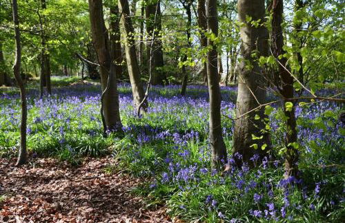 NEW - Beautiful, spacious Beechwood Lodge with lovely gardens - Photo 18