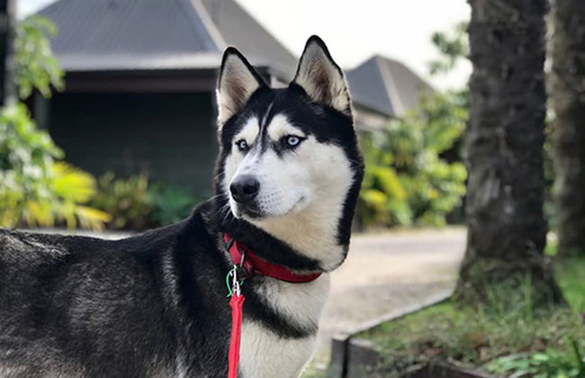 Pacific Harbour Villas - Foto 56