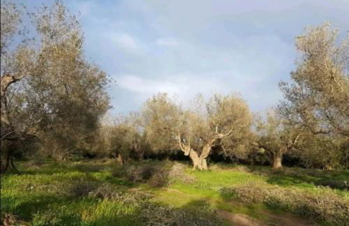 Shanti - Mare, Lago di Bolsena, Terme di Vulci - Foto 23