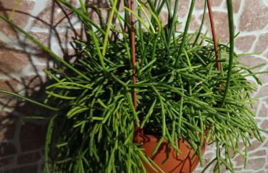 Casa da Rosarinha - Photo 10