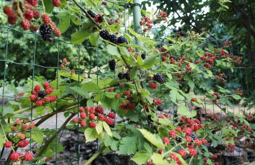 Cascina G appartamento tra i noccioli - Foto 27
