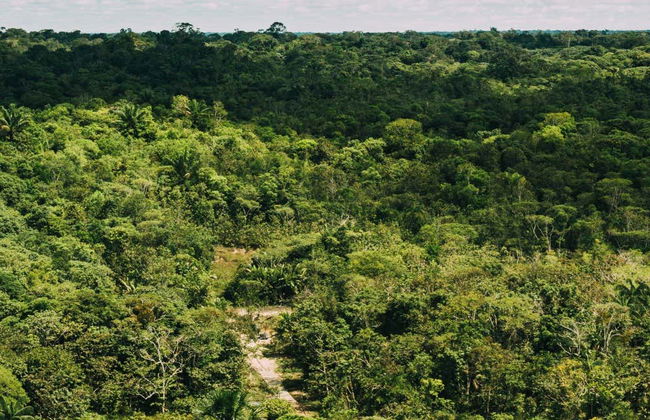 Trilha pela floresta amazônica - Foto 1