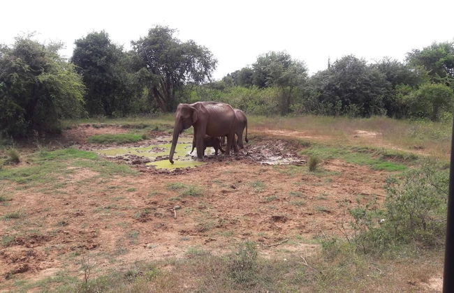 Nature Park Udawalawe - Foto 32