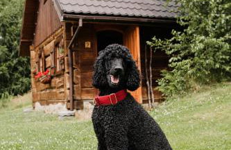 Osada Jelonki Wielka Puszcza - Foto 58