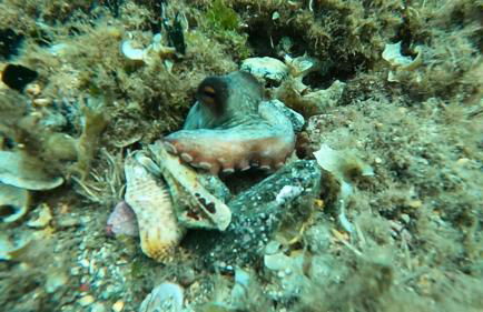 Casa Viola, splendido soggiorno sul mare - Foto 34