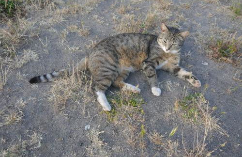 Ferienwohnung mit Garten - 10 Minuten von Templin - Photo 15