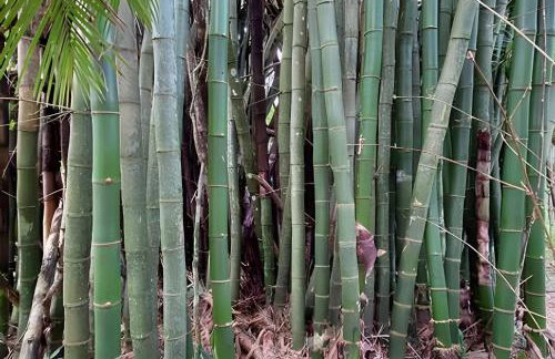 Chácara Morretes Arraial - Piscina e Rio - Photo 70