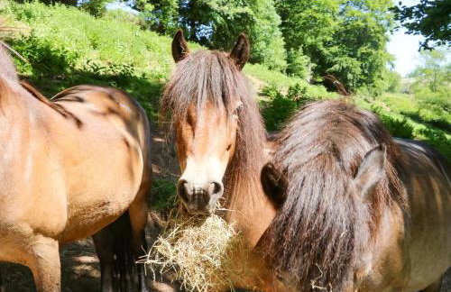 Higher Bumsley Barn - Foto 22
