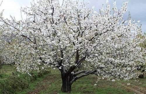 Alqueria De Hurdes - Foto 38