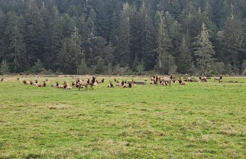 Redwood Farmhouse in the Orick Valley - Foto 26