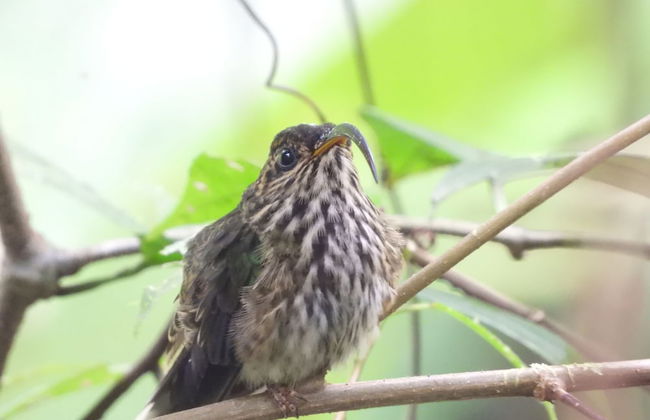 Esquipulas Rainforest - Foto 13