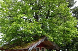 Ferienwohnung Schwarzwaldgrün - Foto 17