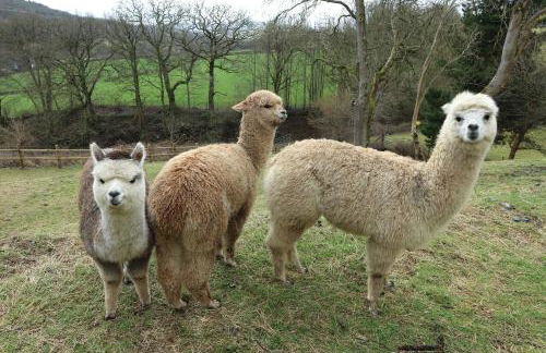 Stunning Barn Conversion with HOT TUB and ALPACAS - Ty Cerrig Barn - Photo 55