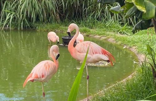 GO 22 - Studio com vista para a serra com piscina, prox PUC - Foto 20