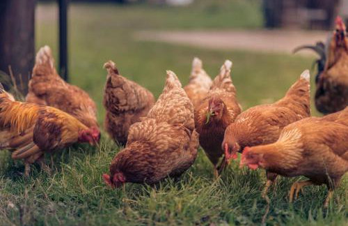 Unique glamping experience near Ely & Cambridge - Foto 33