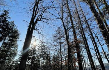 Drewniany dom w brzozowisku - Foto 53