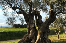 Agroturisme MAS CAN FONT - Foto 14