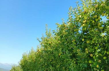 NEW ENTRY - Nuova villa nel verde - Foto 34