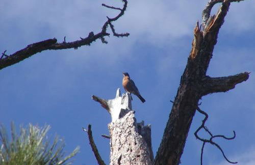 ThunderHeart - Foto 26