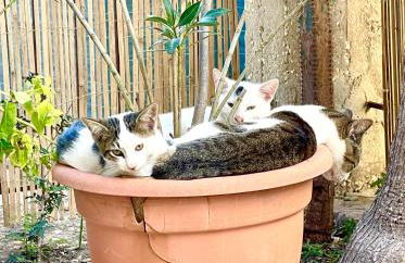 EcoCasa Neapolis - Foto 19