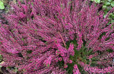 Ferienhaus unter Reet im Heidedorf Sankt Dionys bei Lüneburg - Foto 58