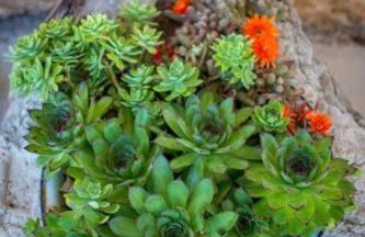 Retro apartment on island Mljet - Foto 60