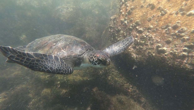 Observando a una tortuga
