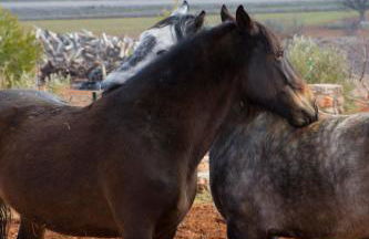 El Retiro de Cervantes - Foto 31