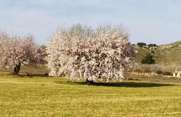 Casa Rural La Galana Albacete - Foto 21