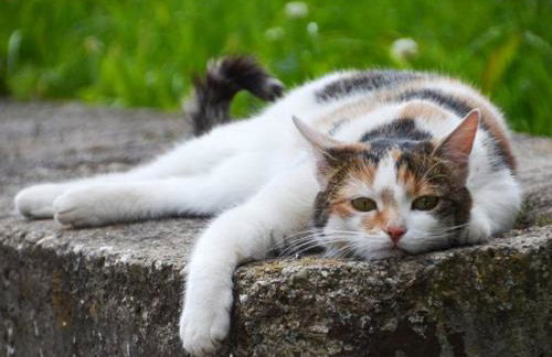 Haflinger Reiterhof Meura - Foto 24