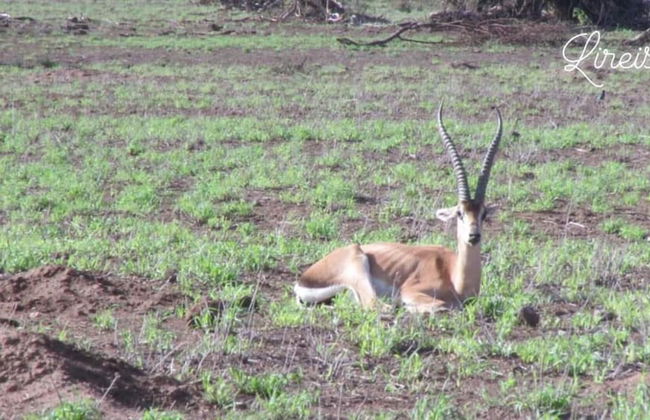 Amanya Star Bed Amboseli - Foto 14